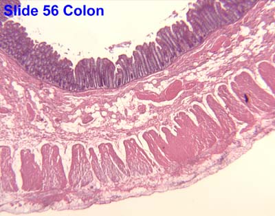 Lower GI rectum diagram 